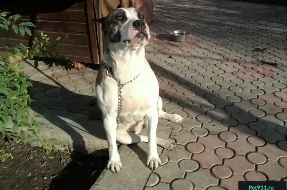 Пропала собака на ул. Жидкова-Полигонная в Симферополе (ДЭМИ)
