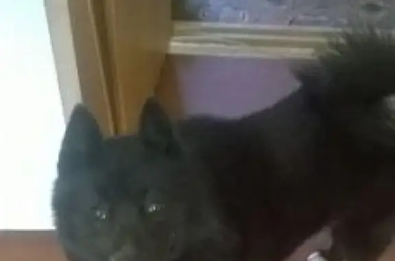 Собака найдена в Бежице, Район Почты.