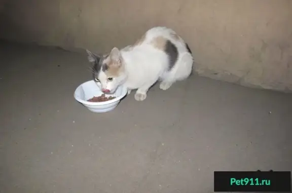 Найдена кошка в Ярославле, п-т. Октября 45