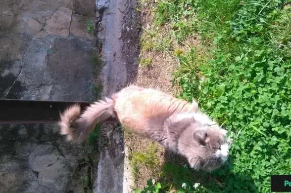 Найдена кошка в Дракино, Московская область