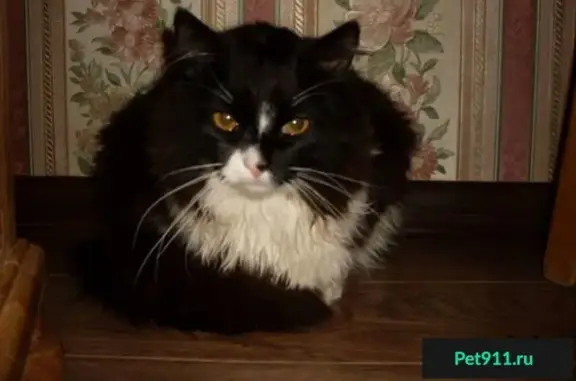 Найден черно-белый кот на ул. Грайвороновская