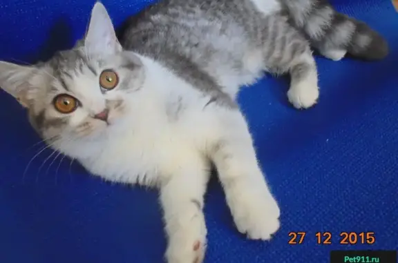 Потерянные животные Заречье, фото: Пропала кошка в Заречье, Ефремовский район, Тульская область