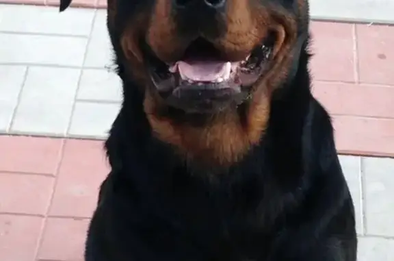 Пропала собака в Комсомольском парке, Керчь
