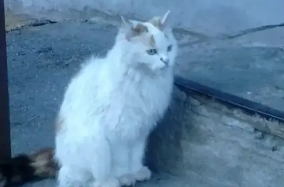 Пропала кошка на ул. 60 лет Октября, Нижний Новгород