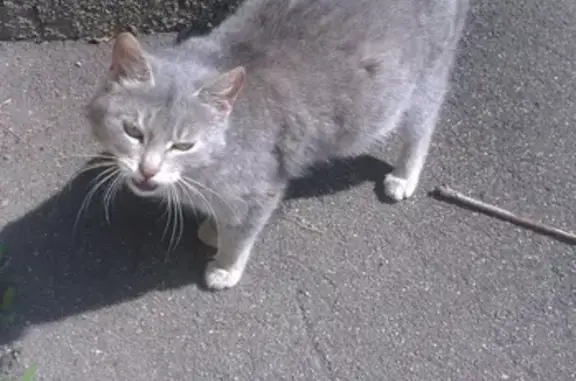 Найдена серая кошка Киса в Красногорске