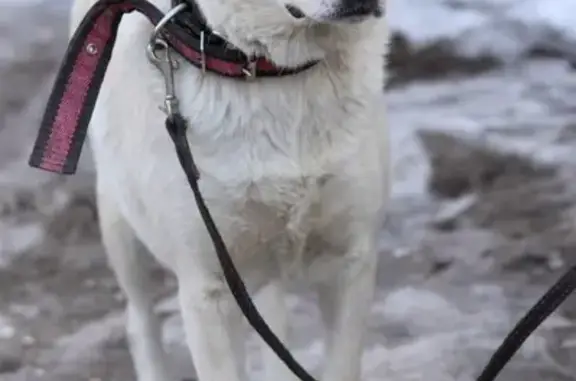 Найдена собака Белка в Самаре, верный друг и хорошо ладит с детьми