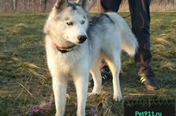 Пропала собака в районе СТ Лесной, СНТ Физик, Красноярск!