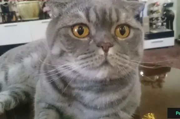 Пропала домашняя кошка на Пионерской 11 в Нижневартовске