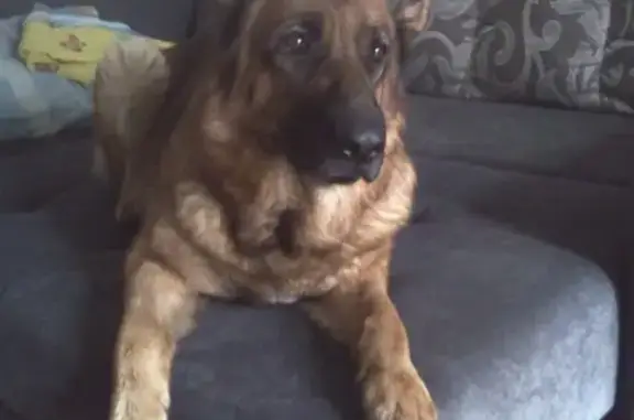 Пропала крупная рыжая собака Лора в Омске
