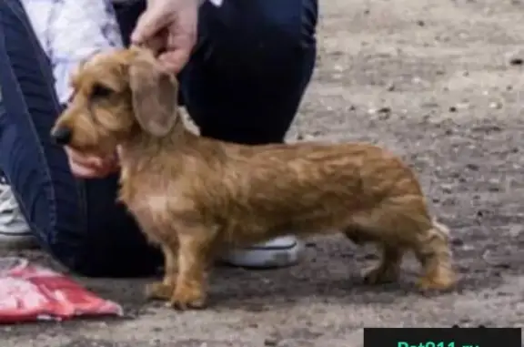 Пропала собака в Пушкино, микрорайон Дзержинец, вознаграждение.