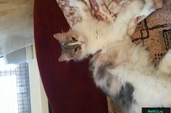 Найдена кошка, Ростов-на-Дону, фото: Кошка ищет хозяина в Ростове