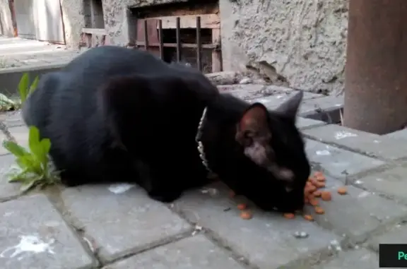 Потеряшка на Барнаульской 7: черная кошка с цепочкой