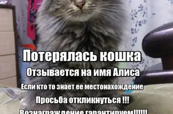 Пропала кошка в Калининском районе Новосибирска