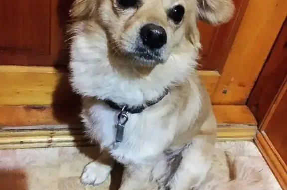 Найдена собака на углу Свободы 36 в Таганроге