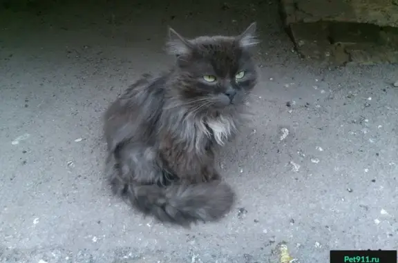 Потерянный кот на улице Рахова