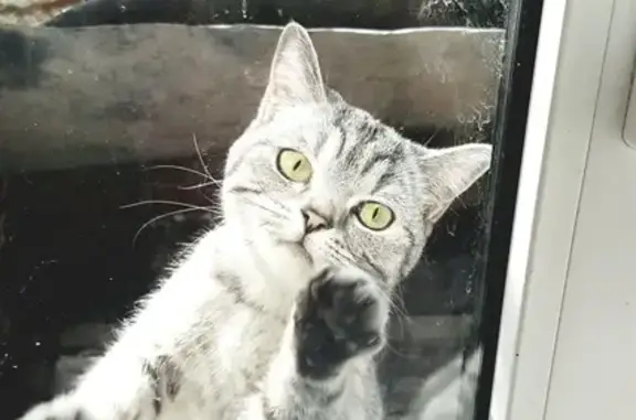 Найдена кошка в Советском районе, Н. Новгород