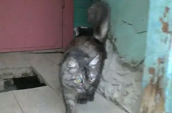 Найдена кошка, Солнечная Поляна, фото: Найдена кошка в Солнечной Поляне, Жигулёвского округа!