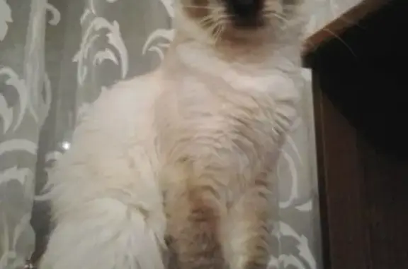Пропала кошка на Кижеватова 4 в Пензе