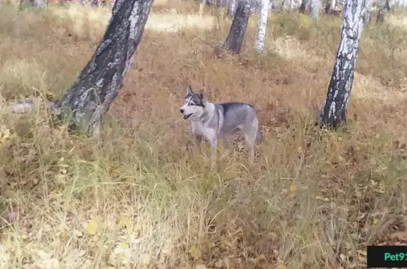 Пропала голубоглазая собака в Омске, Амурский-2.