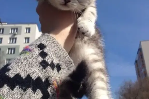 Пропал котенок около Ферганского проезда, Москва