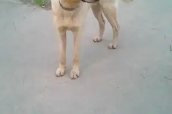 Собака найдена в Лобне, район парка, остановка Москвич
