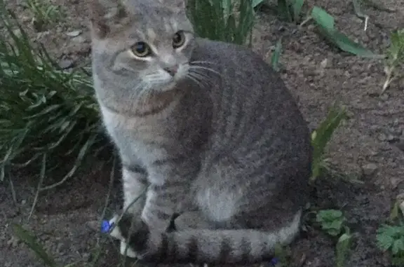 Найден котик на улице Катушечной в Костроме