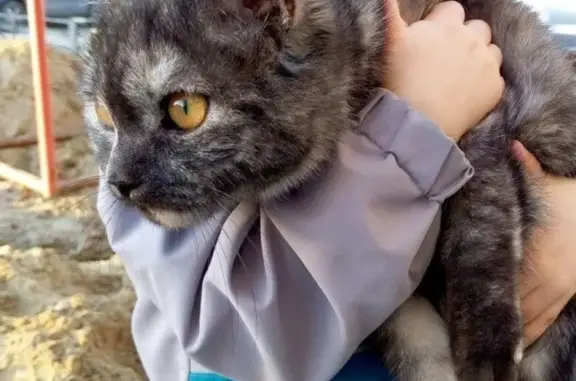 Найдена кошка в Ханты-Мансийске, ищем хозяев