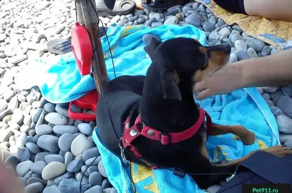 Пропала крупная собака в Центральном микрорайоне Краснодара