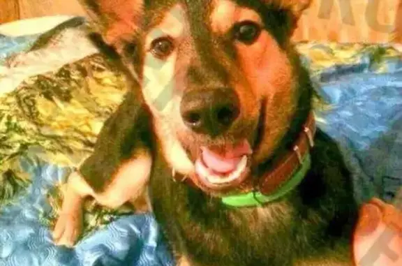 Пропала маленькая черненькая собака в Кузнечиках, Подольск