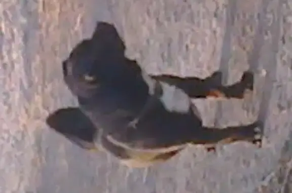 Найдена черная собачка в районе п Птицефабрики, ищет хозяев.