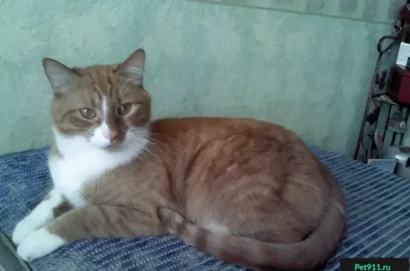 Пропала рыжая кошка на Маяковского, 17