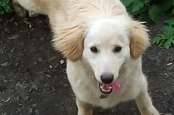 Собака найдена во дворе дома в Таганроге