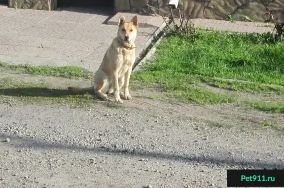 Найдена собака в Дарагановке, Ростовская область