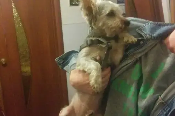 Найдена собака в Видном: кабель терьера, светлого цвета.