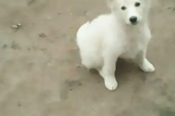 Найдена собака в поселке ГЭС, ищем хозяина