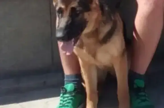 Пропала собака Мэгги возле оранжевой заправки в Омской области