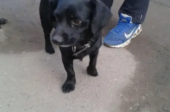 Найдена собака в Череповце на рынке