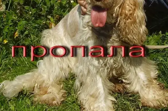 Собаки потеряшки, Монастырщина, фото: Потеряшка собака в п. Монастырщина, Смоленская обл.