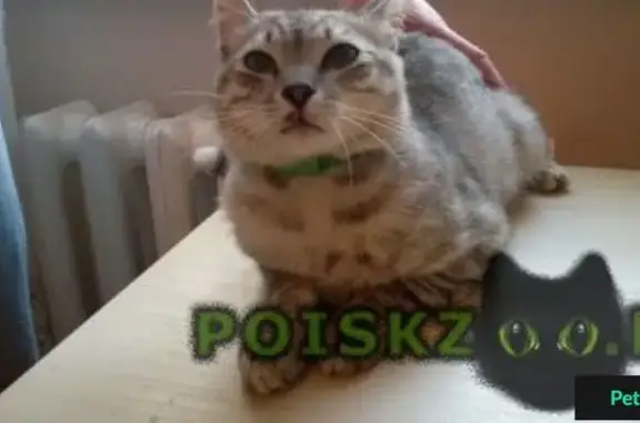 Найден серый полосатый кот с зелеными глазами на ул. 22 Партсъезда/Стара-Загора, Самара.