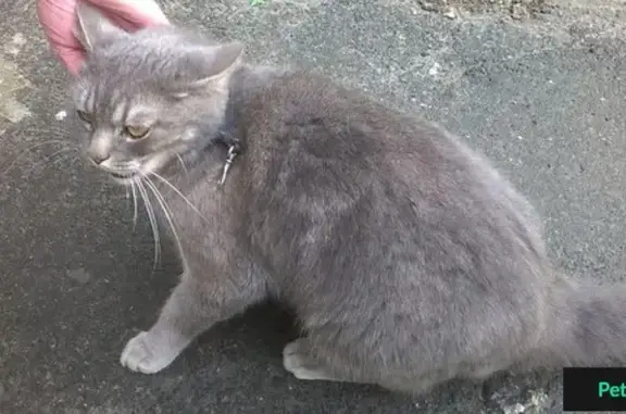 Найден серый кот на ул. Рощинская Сельмаш, Беларусь, Гомель.