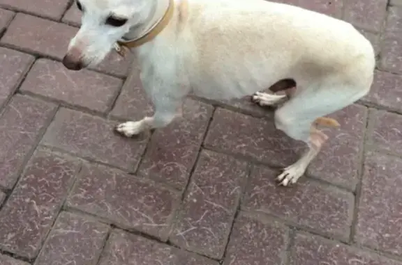 Найдена собака в Звенигороде, Верхний Посад