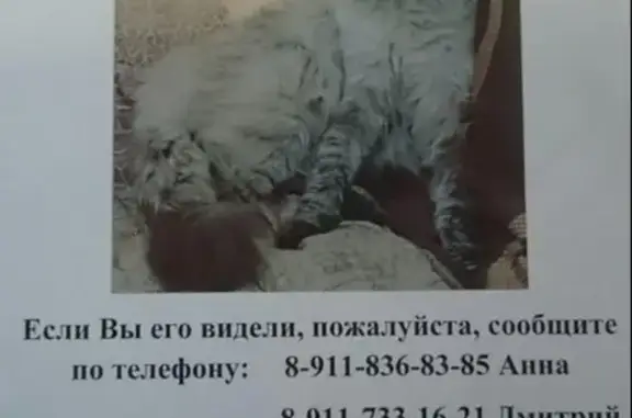 Пропала кошка в посёлке Коробицыно