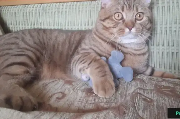 Кошки потеряшки, садовое товарищество Литейщик, фото: Потеряшка кошка Марсик в СНТ Литейщик, г. Электрогорск, МО.