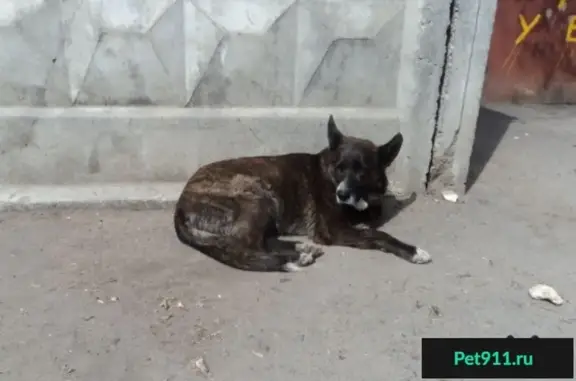 Найдена добрая собака в Быково, ищем хозяев или новый дом