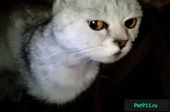 Найдена серебристая кошка в Ворошиловском районе, Волгоград