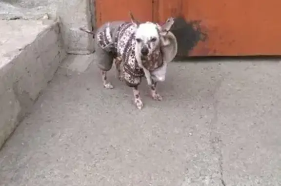 Найдена собака на улице Кудрявцева в Челябинске