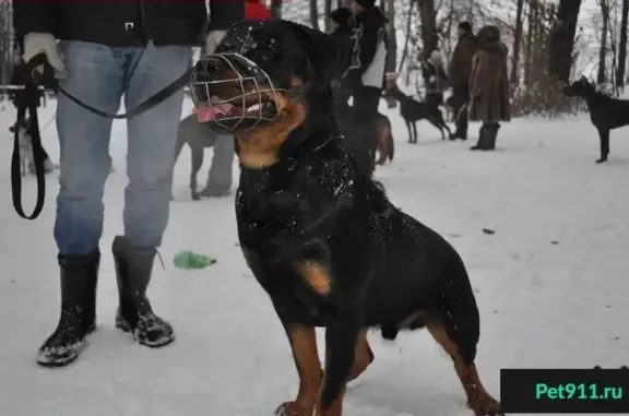 Пропал ротвейлер в д. Васильково, Борский район, 10 июня 2016 г.