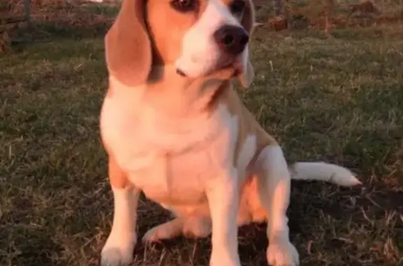 Собаки потеряшки, Ботово, фото: Потеряшка собака в районе Конечное, вознаграждение.