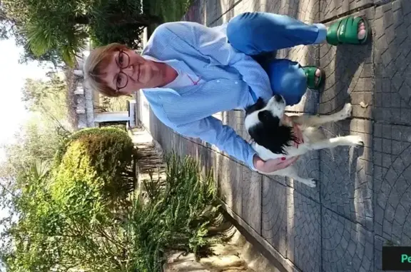 Собака найдена в санатории Ивушка, Сочи.