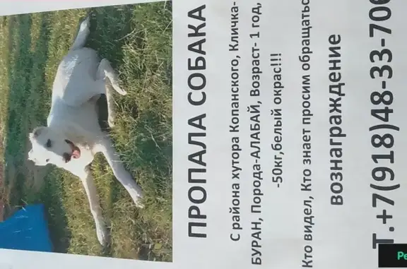 Пропала собака в Краснодаре, хутор Копанский: белый алабай Буран, 1 год, 50 кг.